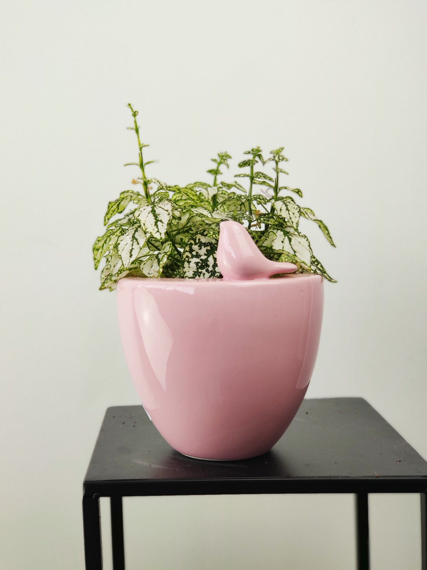 Polka Dot Plant in Love Bird Planter - white