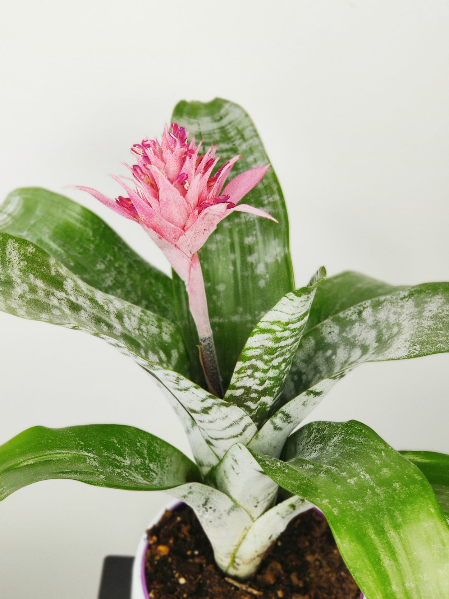 Bromeliad- Pink