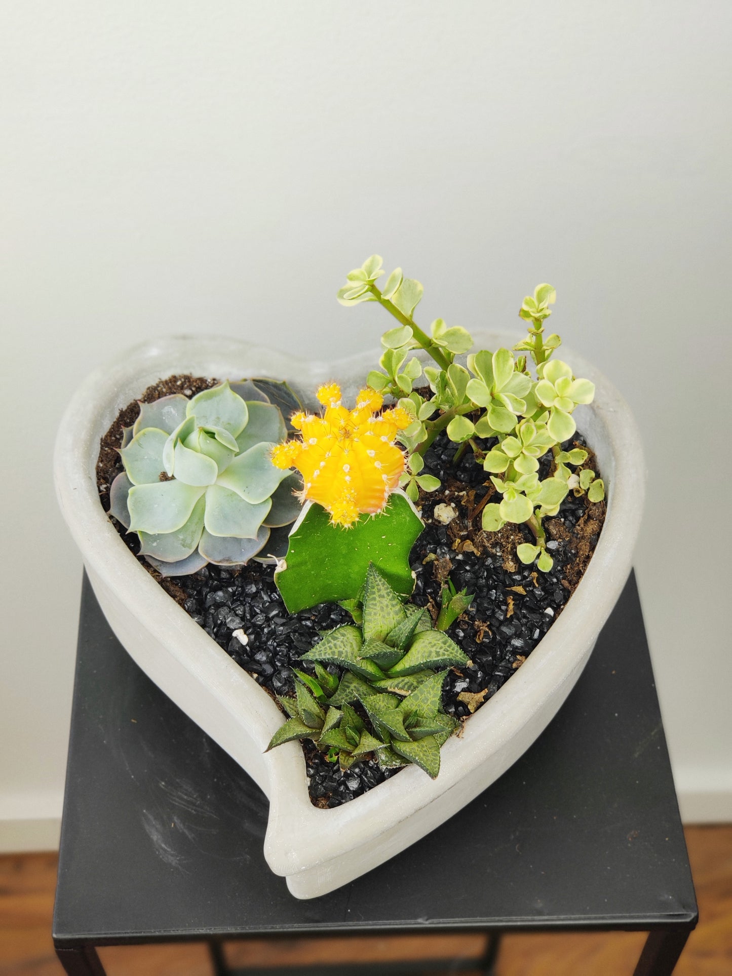 Cement Heart Succulent Set