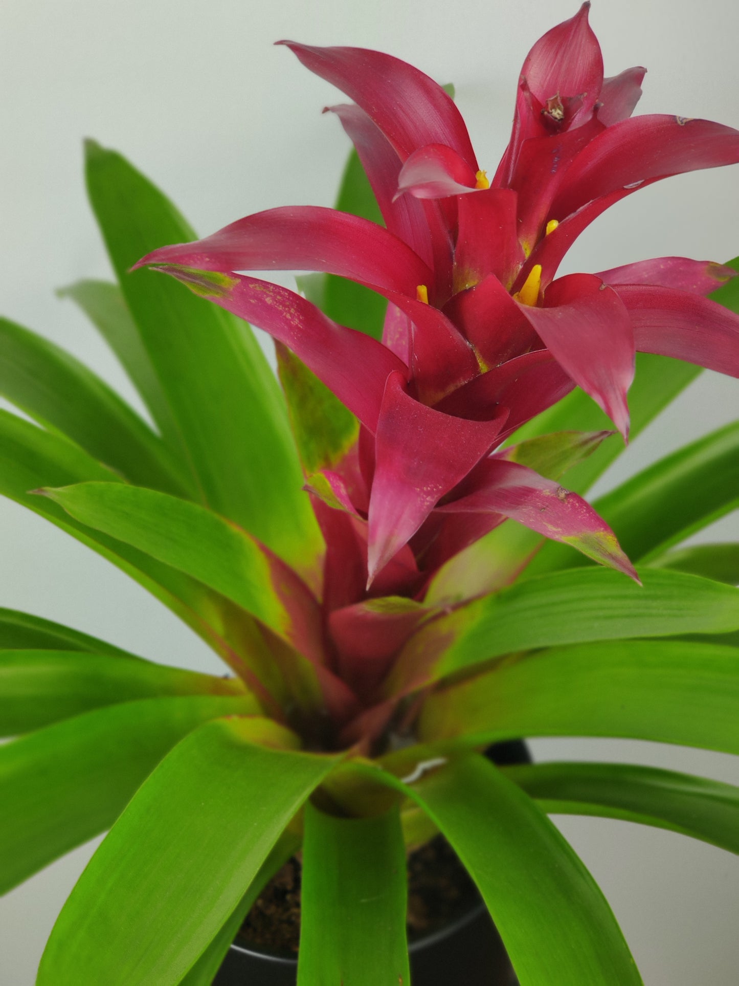Bromeliad Tall- Pink