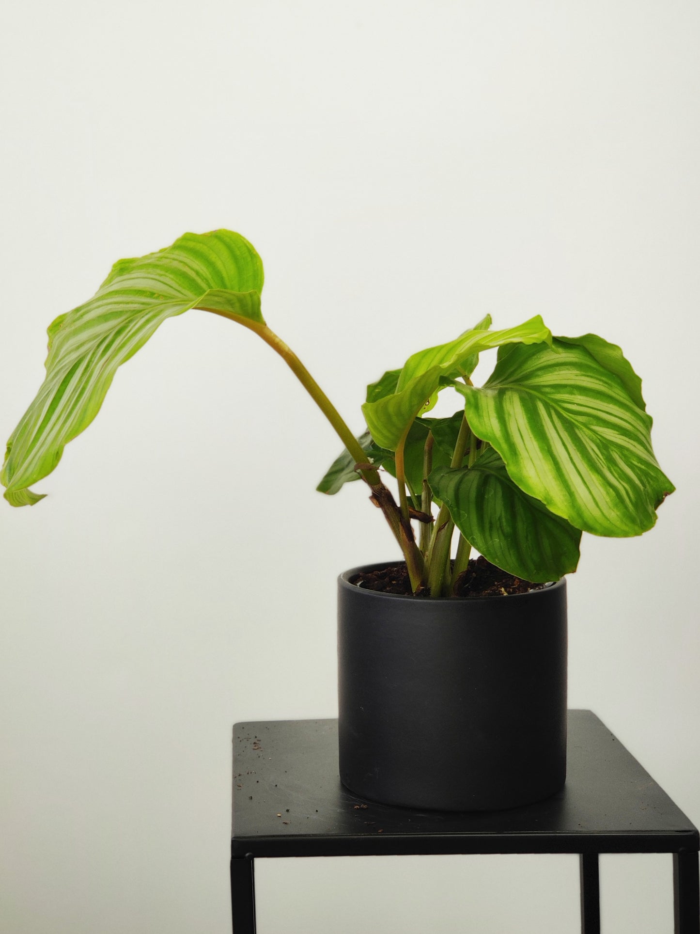 Calathea Sp. 4"