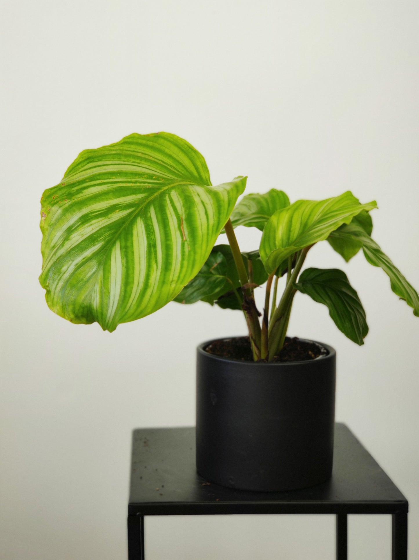 Calathea Sp. 4"