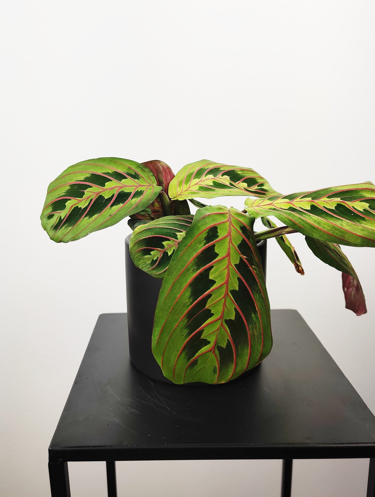 Calathea 4"