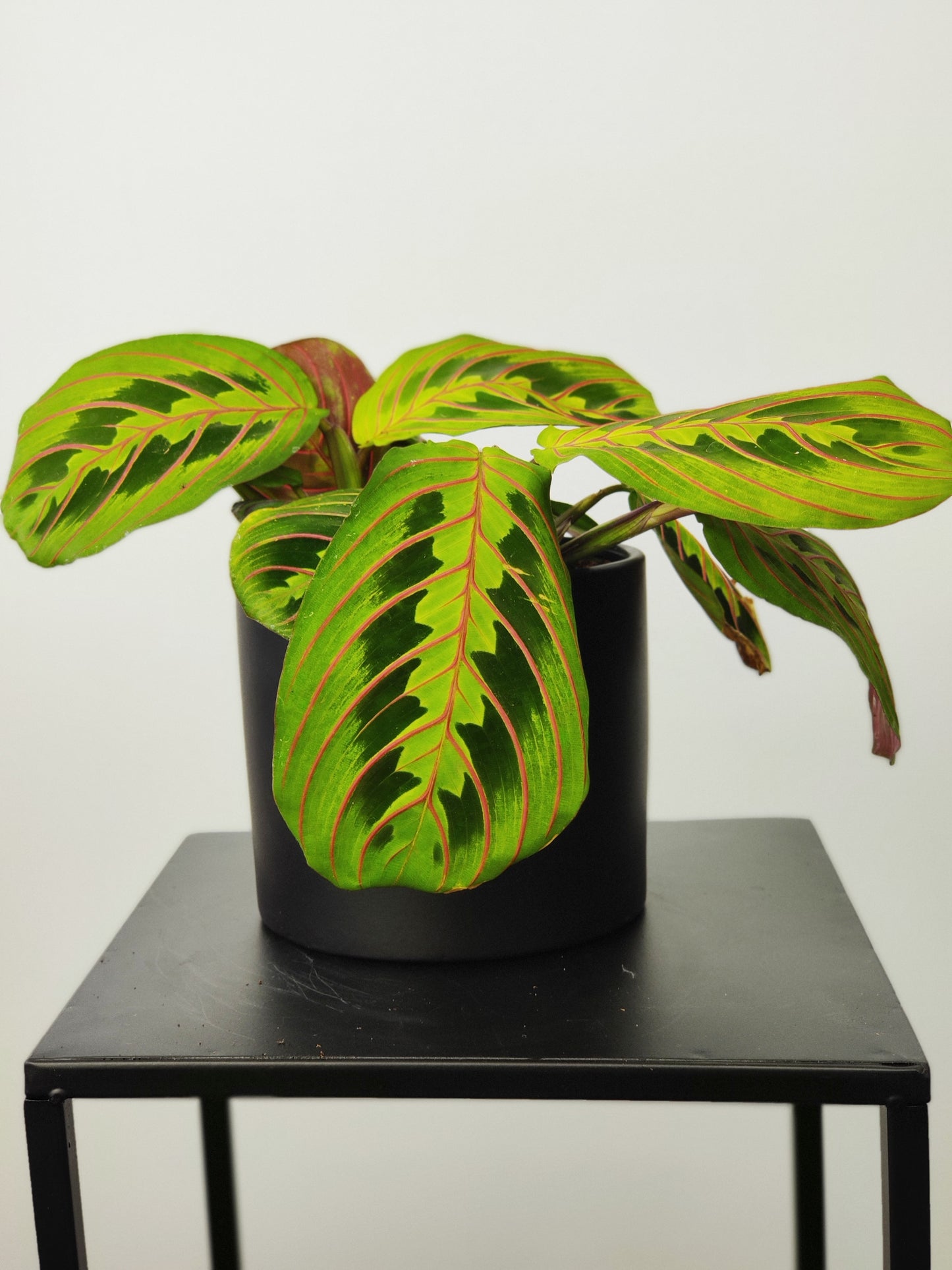 Calathea 4"