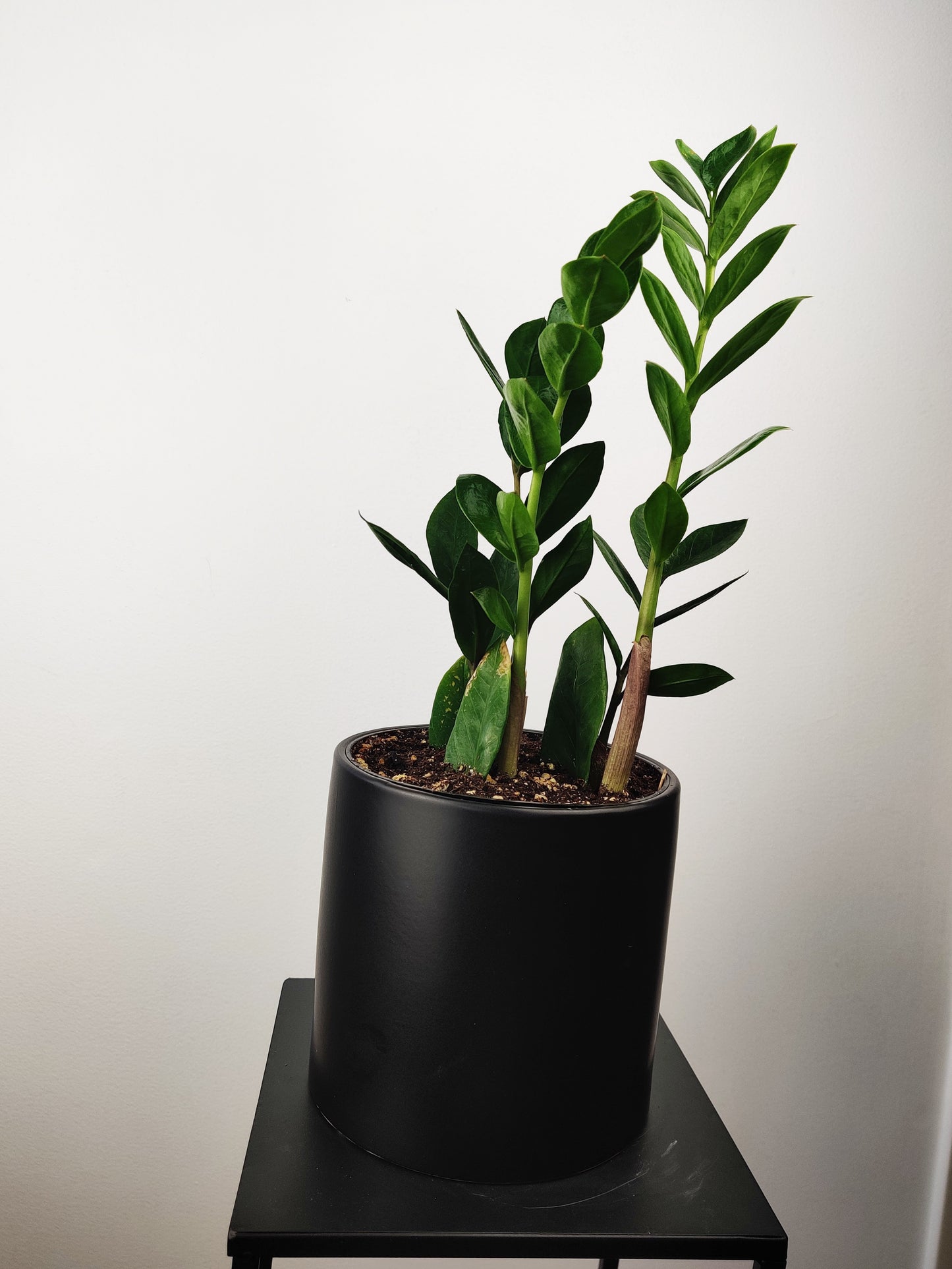 Zamioculcas ZZ Plant 6"