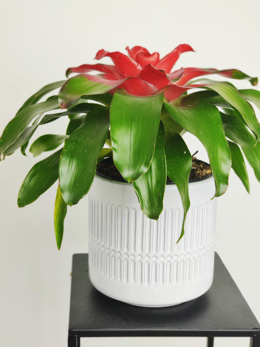 Bromeliad 6"- Red