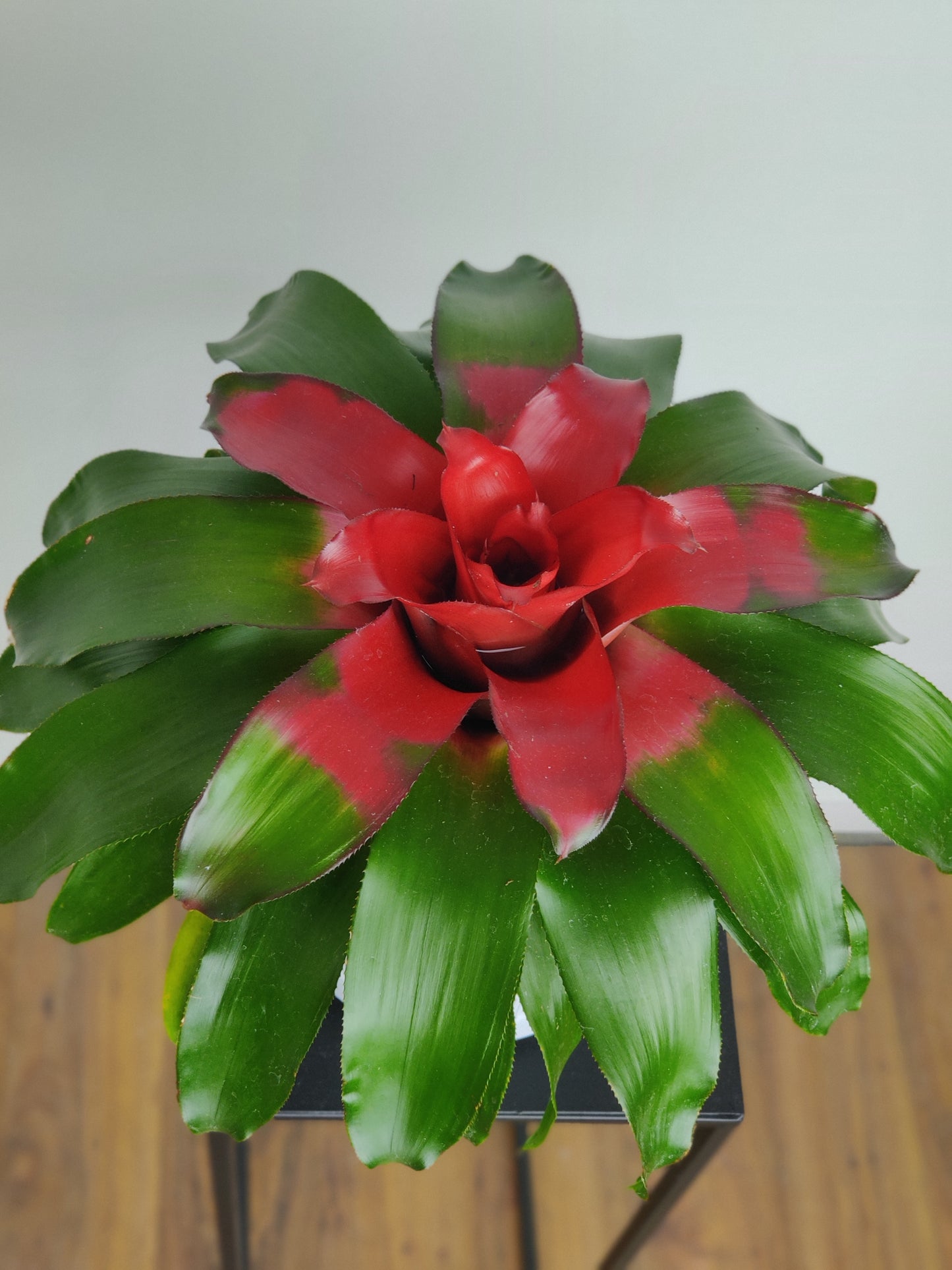 Bromeliad 6"- Red