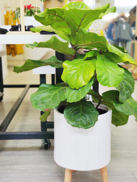 Ficus Lyrata - Fiddle Leaf Big Bush