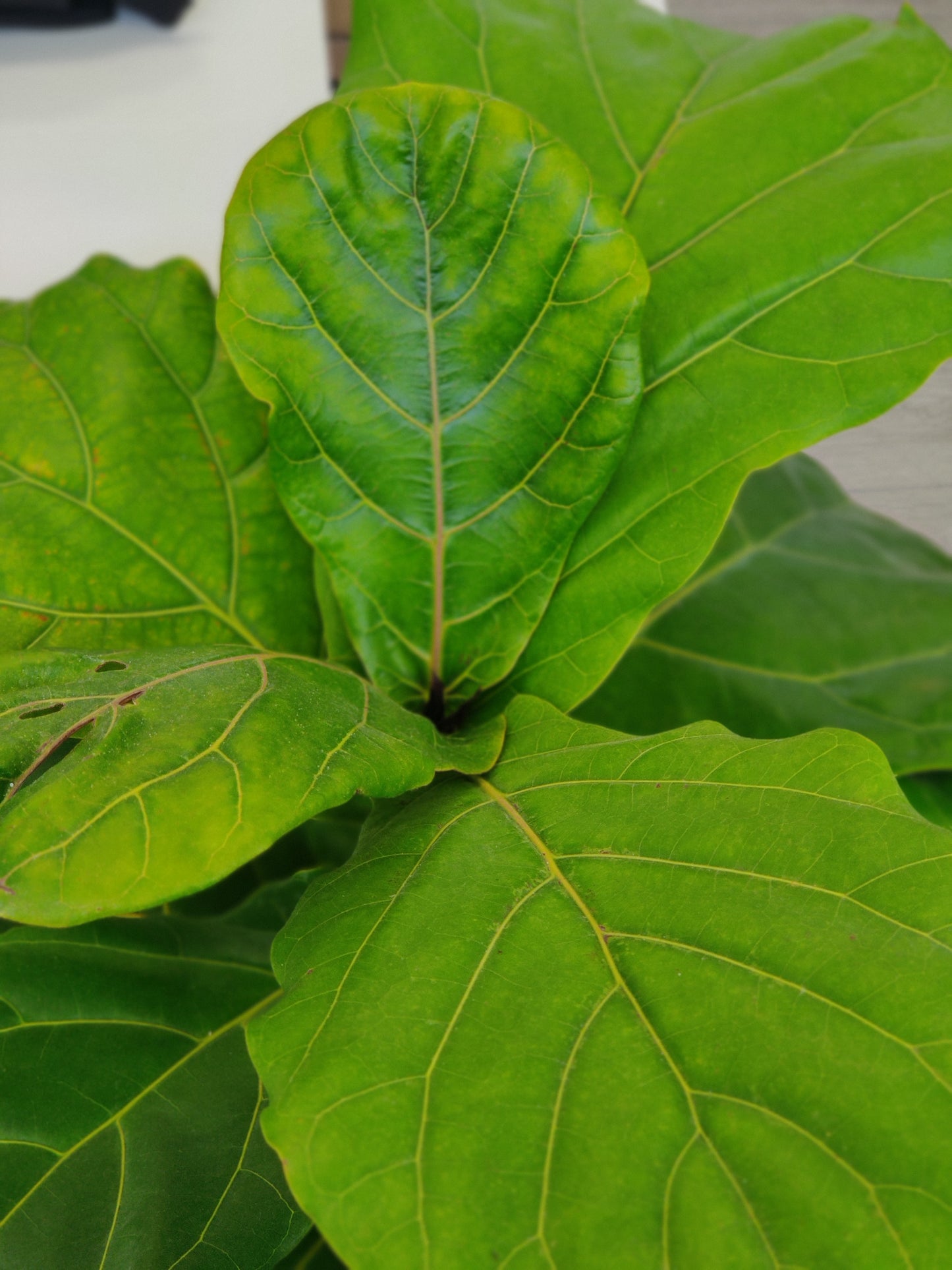 Ficus Lyrata - Fiddle Leaf Big Bush
