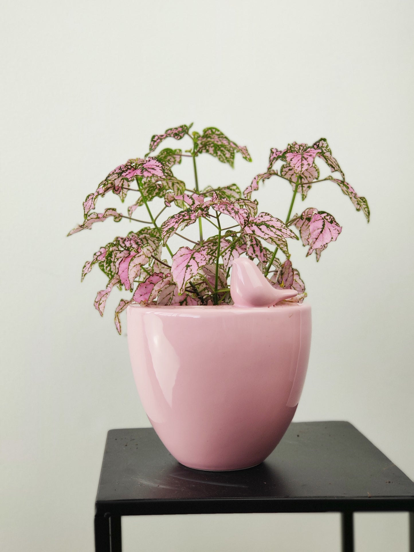 Polka Dot Plant in Love Bird Planter - Pink