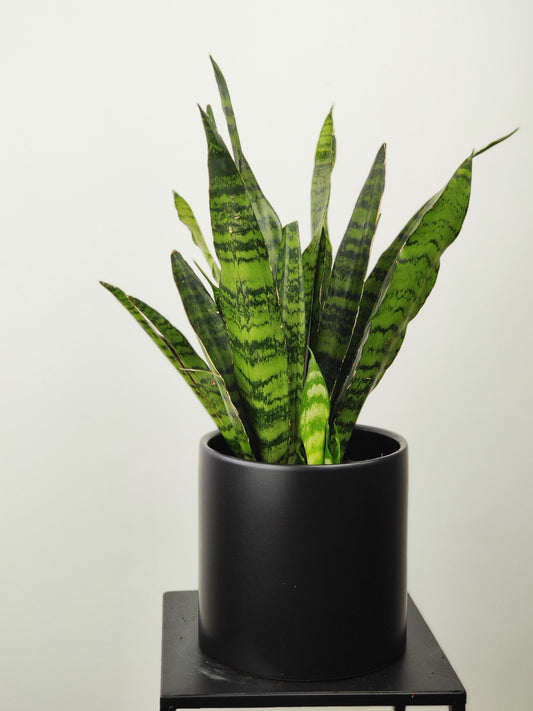 Snake Plant - Sanseviera Trifaciata