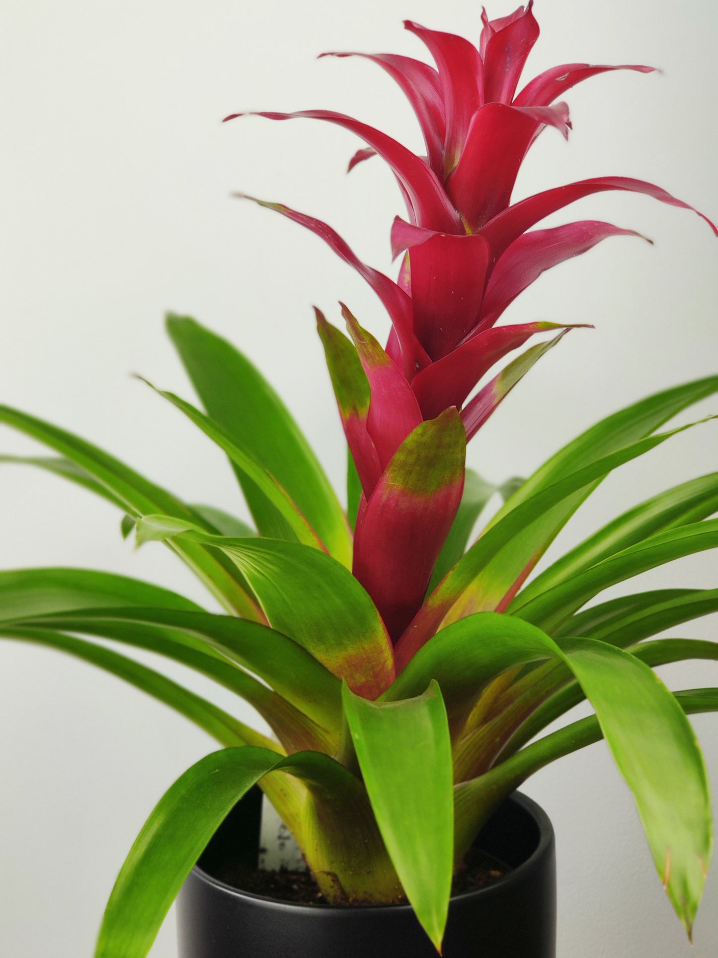 Bromeliad Tall- Pink