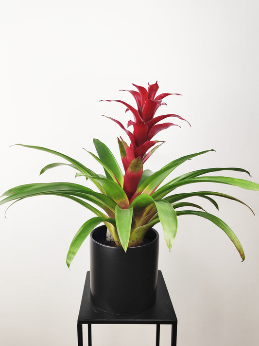 Bromeliad Tall- Pink