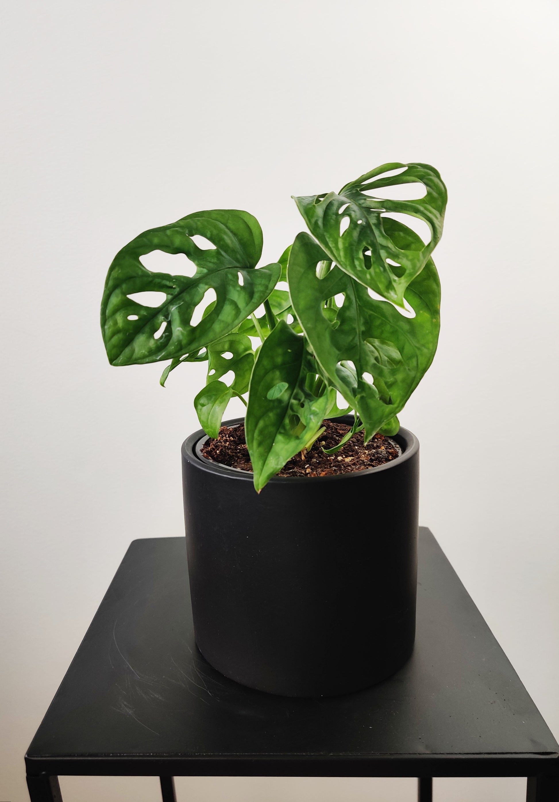 monstera monkey mask Monstera Monkey Mask 4" – exposurehome