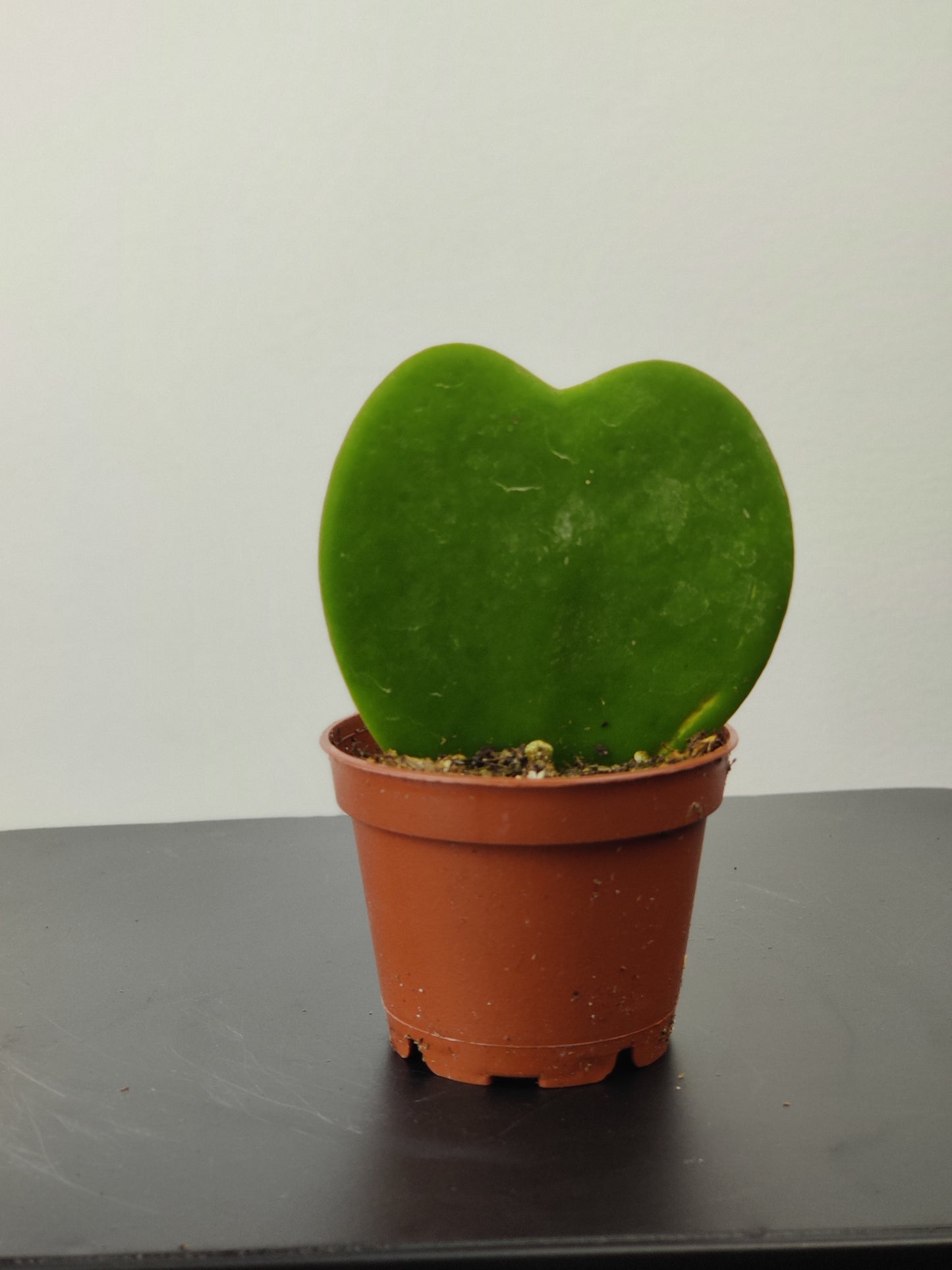 Hoya Heartleaf